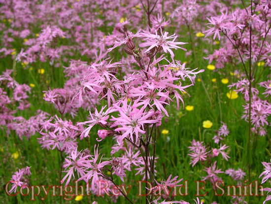 Prairie Blazing Star