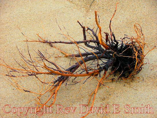 Driftwood Sculpture