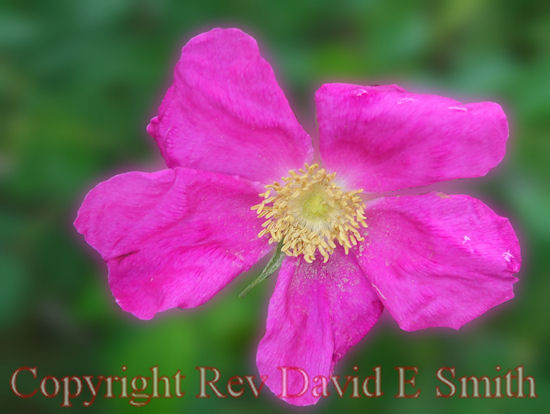 Swamp Rose