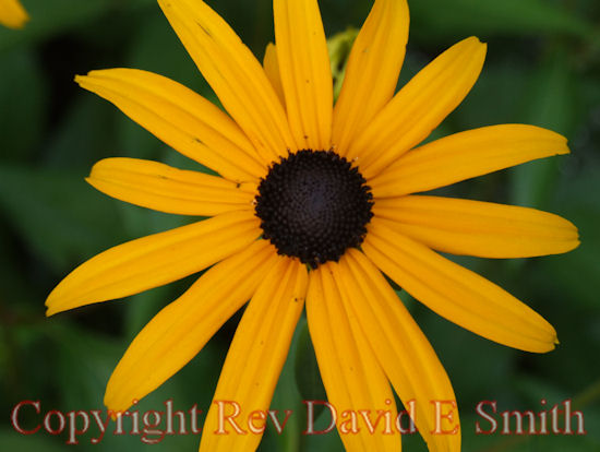 Black Eyed Susan