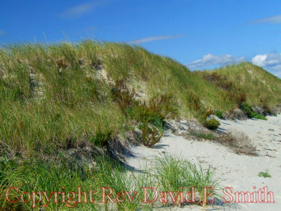 Beach Grass, Sand, and Blue Skies
