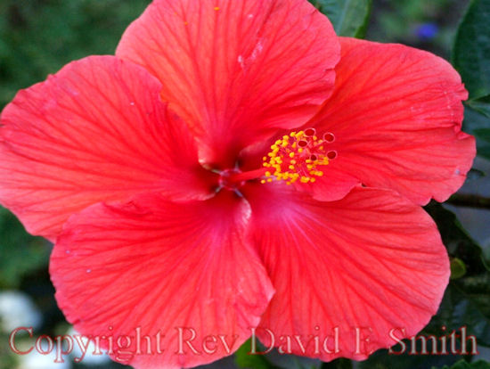 Red Hibiscus