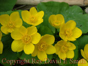 Barren Strawberry