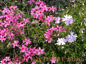 Pink and White Wildflowers