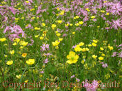 Butter Cups and Prairie Blazing Star