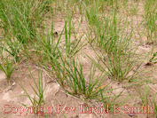 Beach Grass