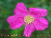 Swamp Rose Mallow