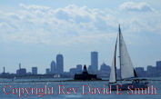 Sailboat Boston Harbor